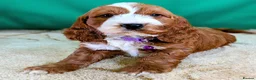 Cockapoo dogs for sale: Your Next Furry Family Member Awaits!  - Advert 9