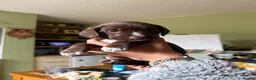 Mixed Breed dogs for sale: Patterdale Terrier × Cocker Spaniel Puppies in King's Lynn - Advert 4
