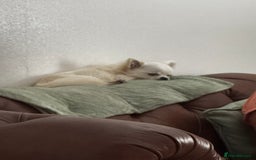 Chihuahua dogs for sale: KC Registered L/C Chihuahuas - Image 7