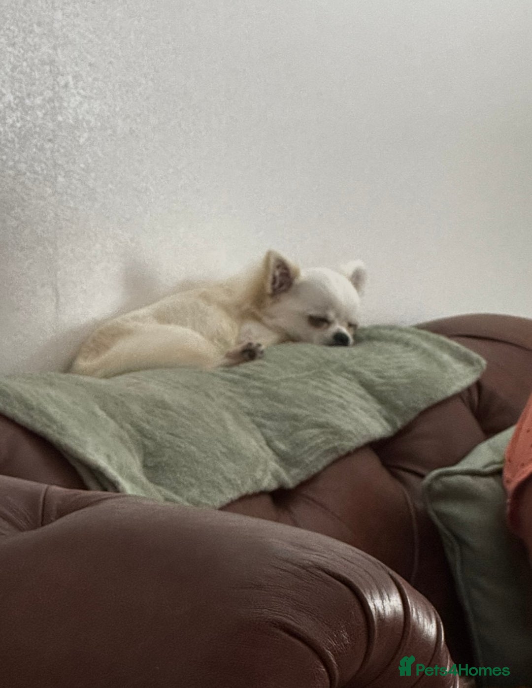 Chihuahua dogs for sale: KC Registered L/C Chihuahuas - Image 7