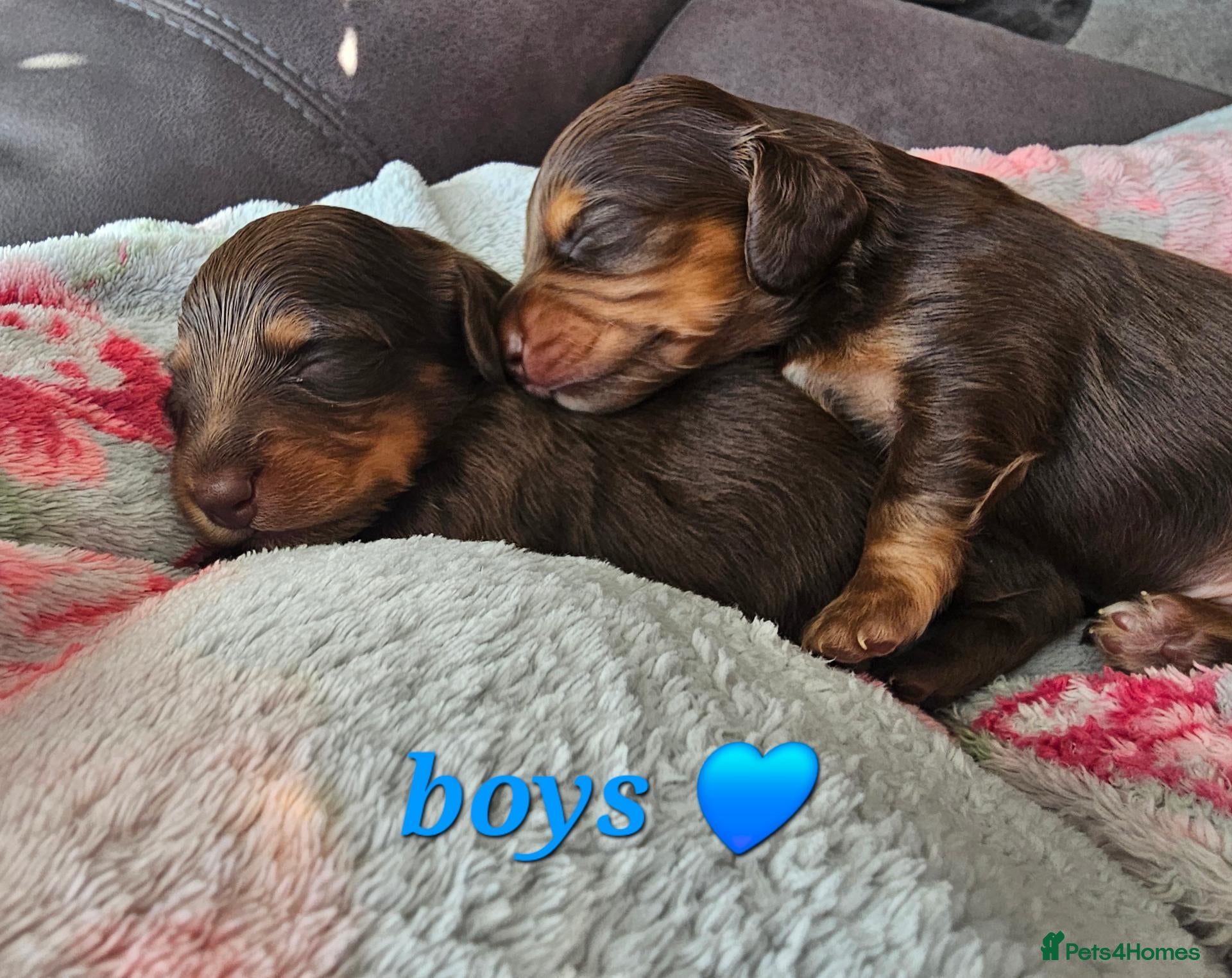 Miniature Dachshund dogs 6 miniature dachshund puppies  - Advert 10