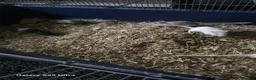 Gerbil rodents for sale: Baby Gerbils  in Nuneaton - Advert 1
