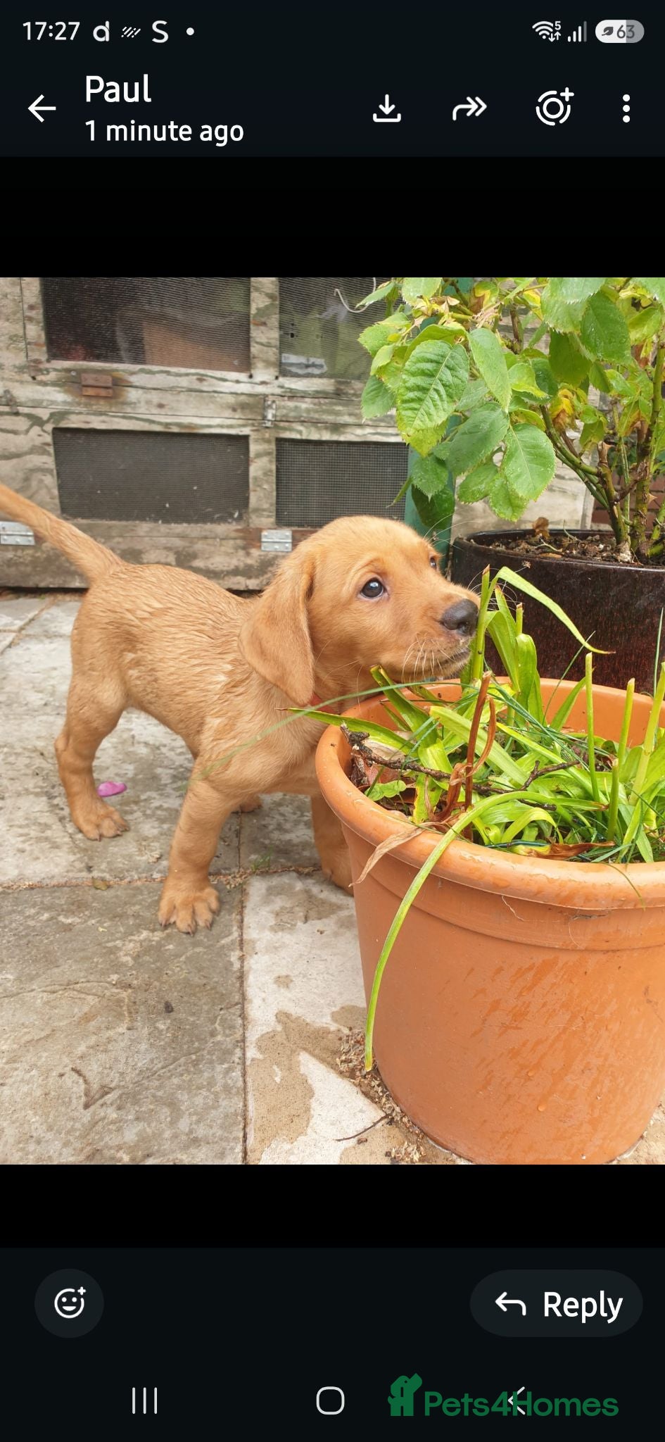 Labrador Retriever dogs Lovely Chunky Fox Red Labs - Advert 17