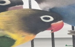 Lovebirds birds for sale: Blackmasked baby lovebird for sale.  - Advert 8