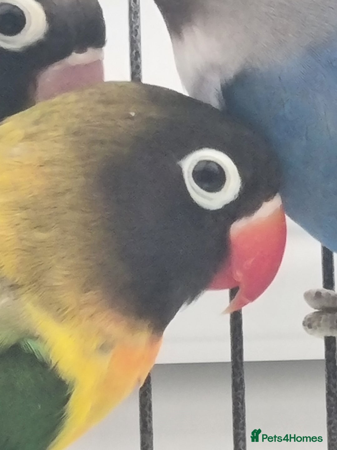 Lovebirds birds for sale: Blackmasked baby lovebird for sale.  - Advert 8