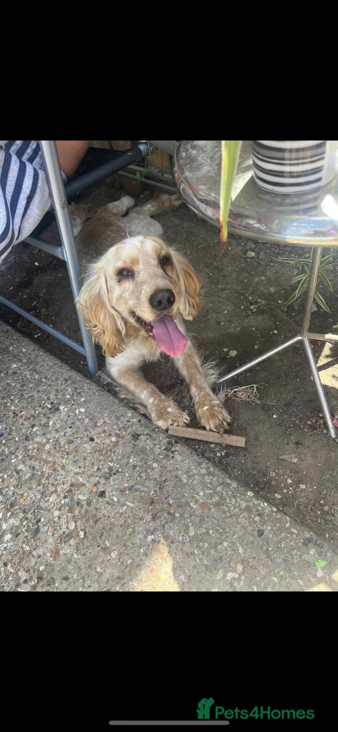 Cocker Spaniel dogs for sale: Golden Cocker spaniel puppy  - Image 8