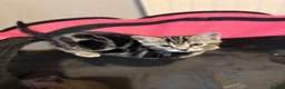 Mixed Breed cats for sale: Beautiful tabby male  - Advert 6