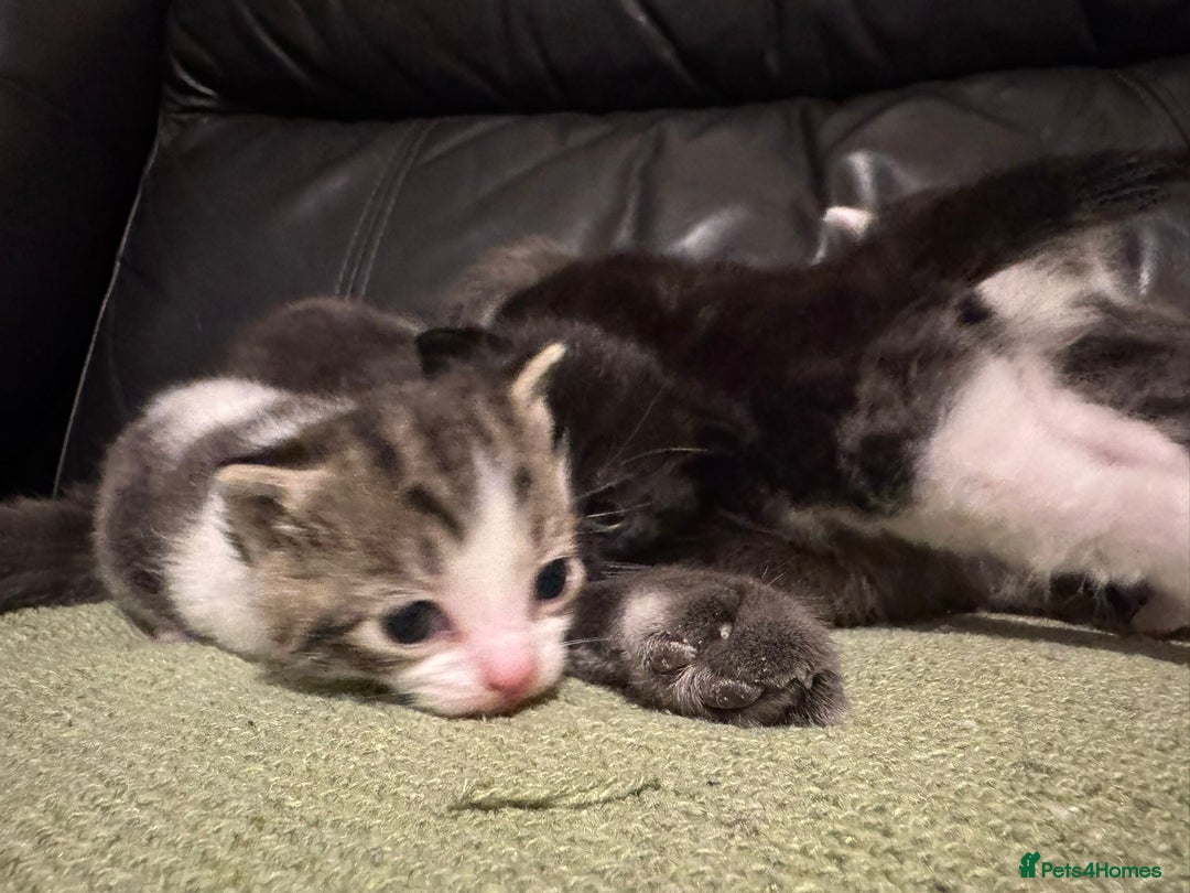 Mixed Breed cats for sale: Russian Blue x Tabby - Advert 8