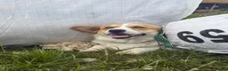 Welsh Corgi Pembroke dogs for sale: KC Registered Welsh Corgi Puppies  - Advert 9
