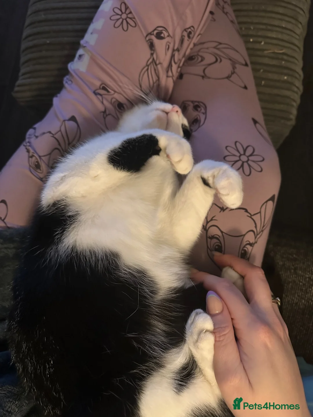 British Shorthair cats for sale: 2 cats for adoption in Leyland - Advert 6
