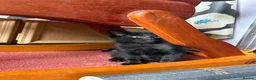 Mixed Breed cats for sale: 2 beautiful black kittens! - Advert 6