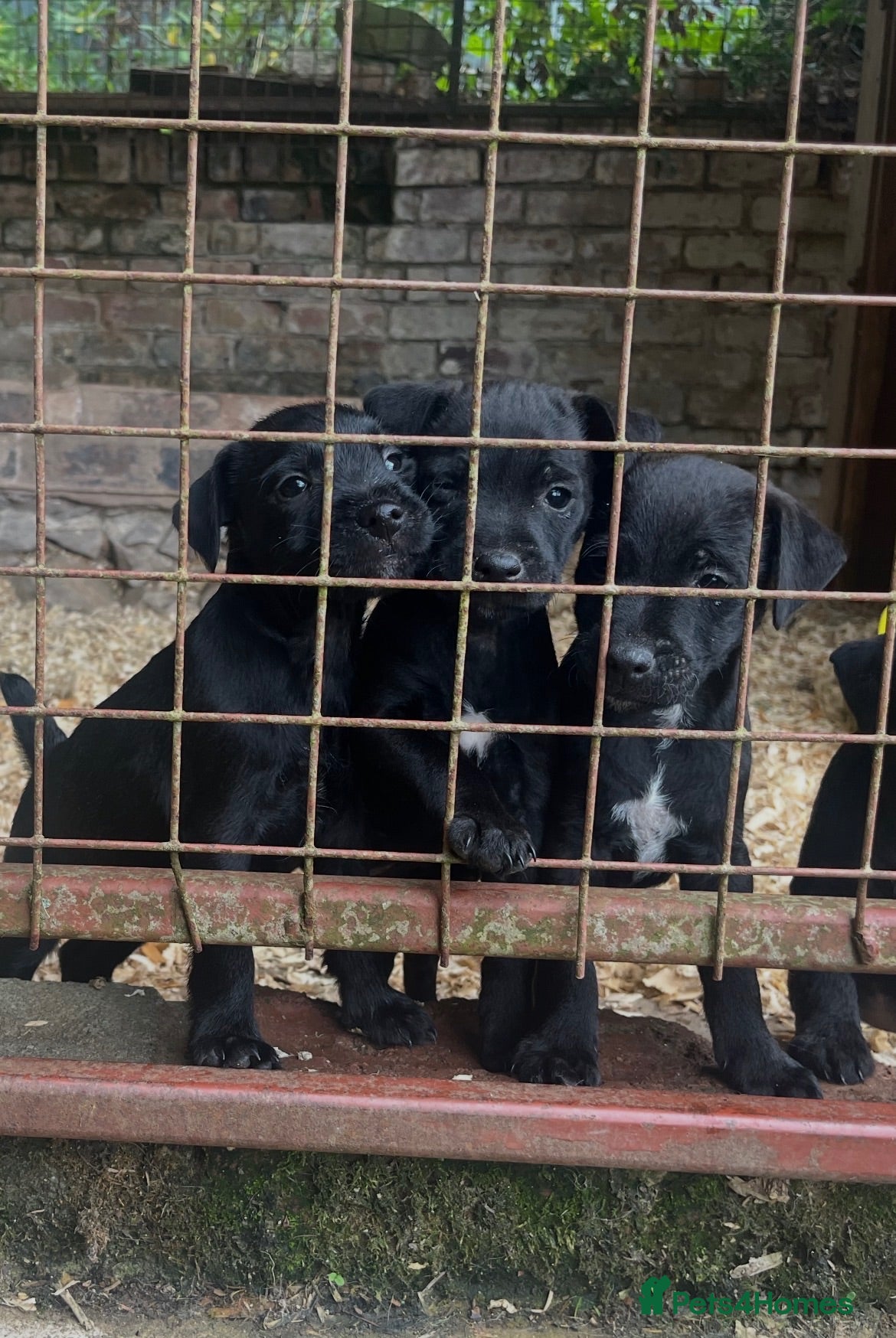 Patterjack dogs Patterjack puppies  - Advert 1
