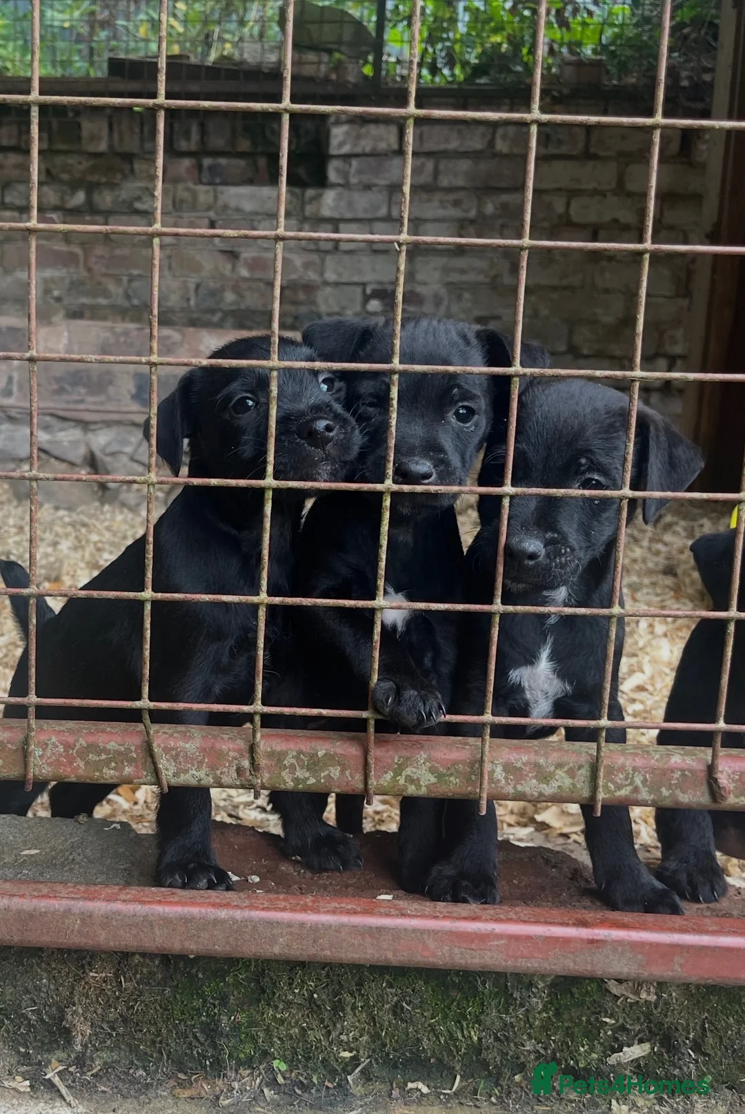 Patterjack dogs for sale: Patterjack puppies  in Conwy - Advert 1
