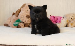 Pomsky dogs for sale: 5 tiny toy pomsky pups - Image 14
