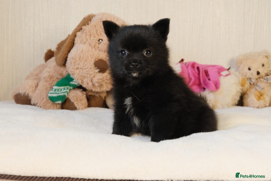Pomsky dogs for sale: 5 tiny toy pomsky pups - Image 14