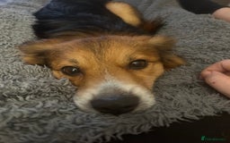 Mixed Breed dogs for sale: Enzo  - Image 3