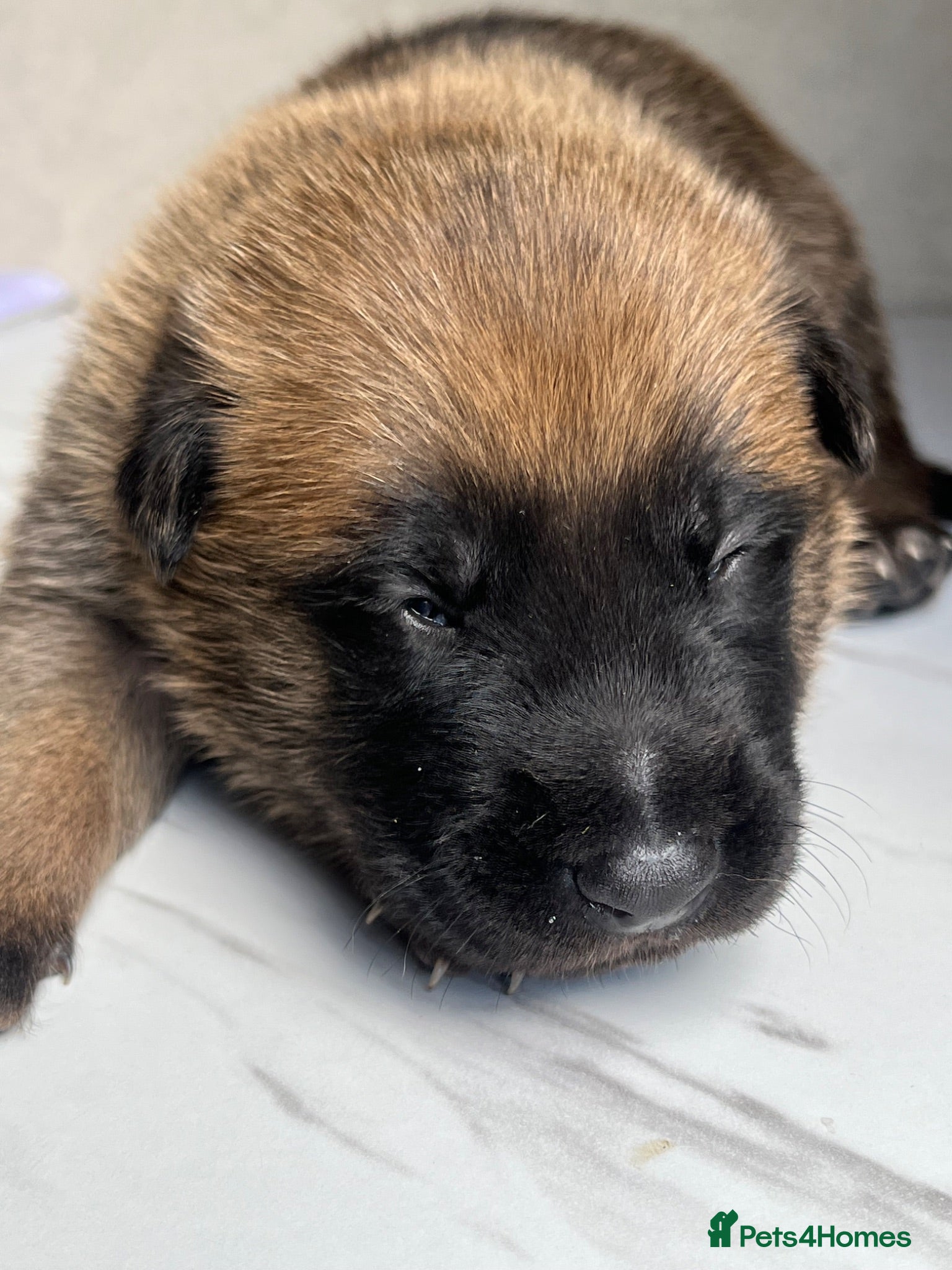 Belgian Shepherd Dog dogs Gorgeous Malinois Puppies ‼️ - Advert 4