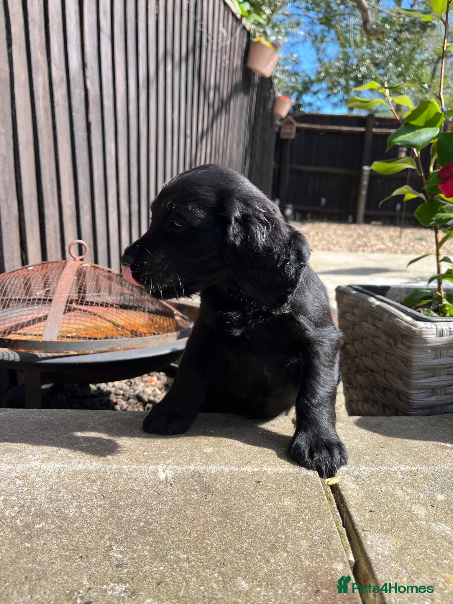 Cocker Spaniel dogs **Only 1 left ** Working Cocker Spaniel puppies - Advert 14