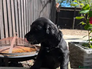 Cocker Spaniel dogs **Only 1 left ** Working Cocker Spaniel puppies - Advert 14