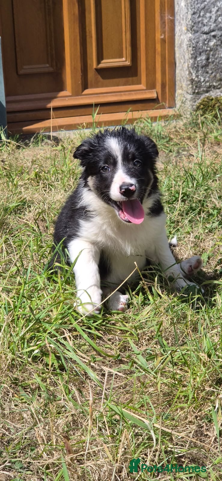 Border Collie dogs Border collie puppies  - Advert 1