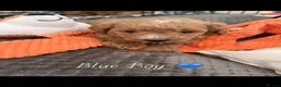 Cavapoochon dogs for sale: Miniature Cavapoochon Puppies for Sale - Advert 38