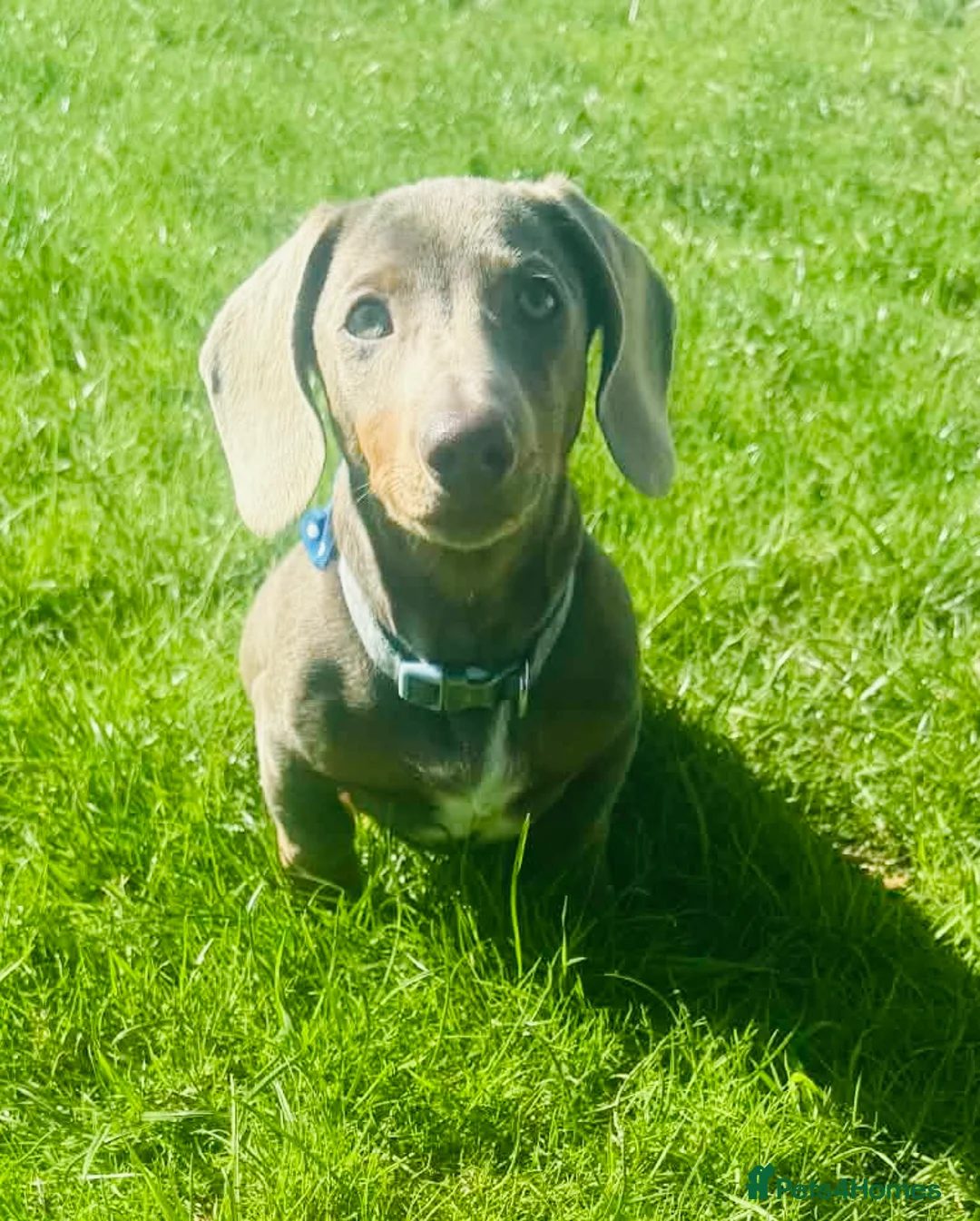 Miniature Dachshund dogs for sale: How handsome ❤️ - Advert 1