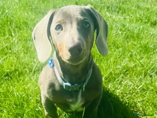 Miniature Dachshund dogs How handsome ❤️ - Advert 5