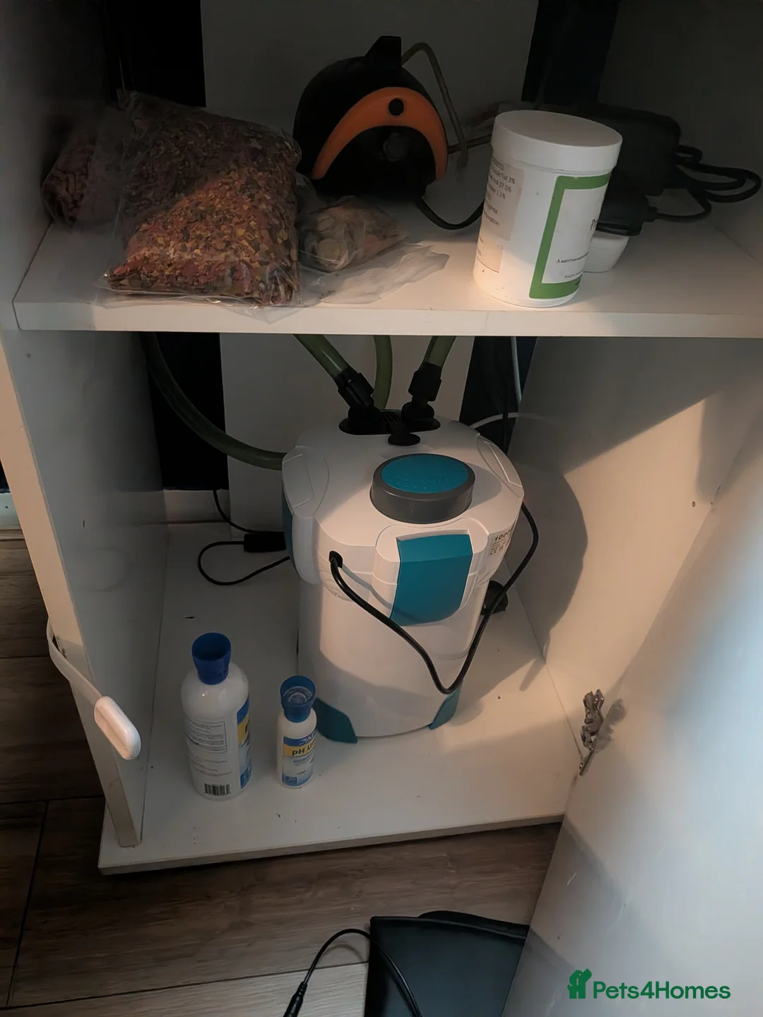 Cichlids fish for sale: Full setup - Advert 5