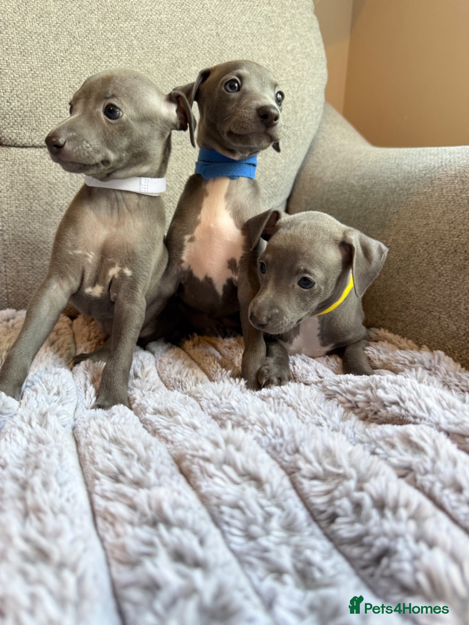 Italian Greyhound dogs Last 3 Stunning KC Italian Greyhound Puppies  - Advert 16