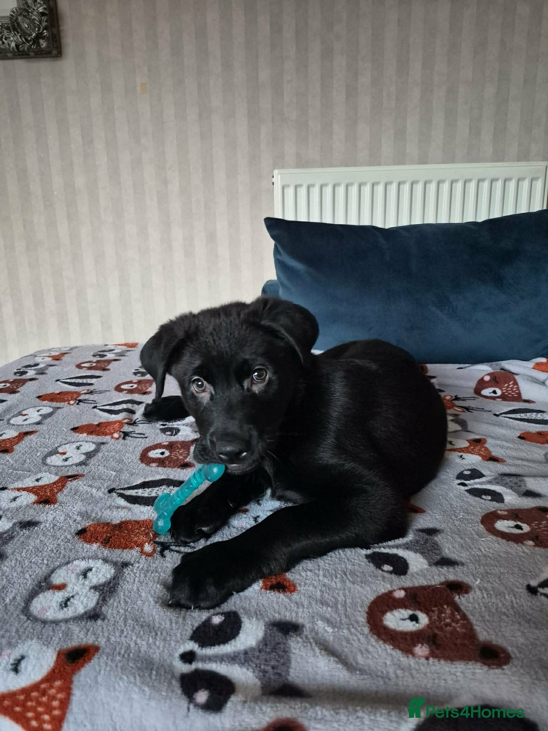 Mixed Breed dogs for sale: Black Sheprador male - Advert 3