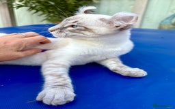 Bengal cats for sale: Stunning rare female  - Image 17