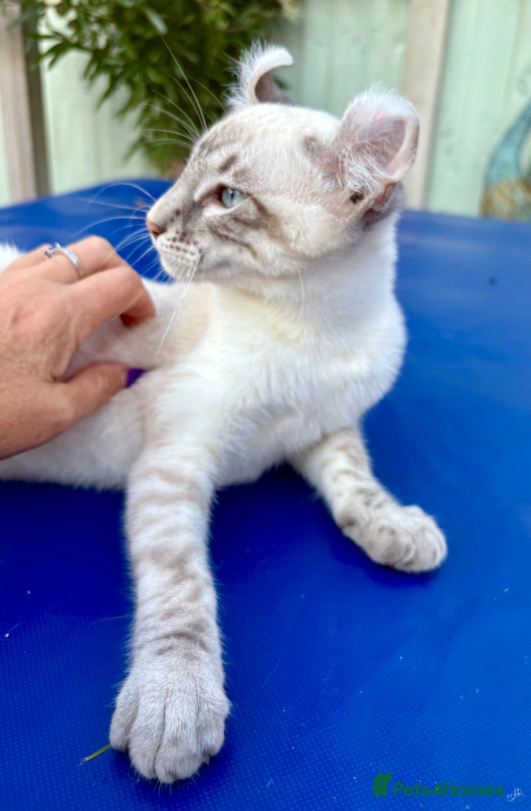 Bengal cats for sale: Stunning rare female  - Image 17