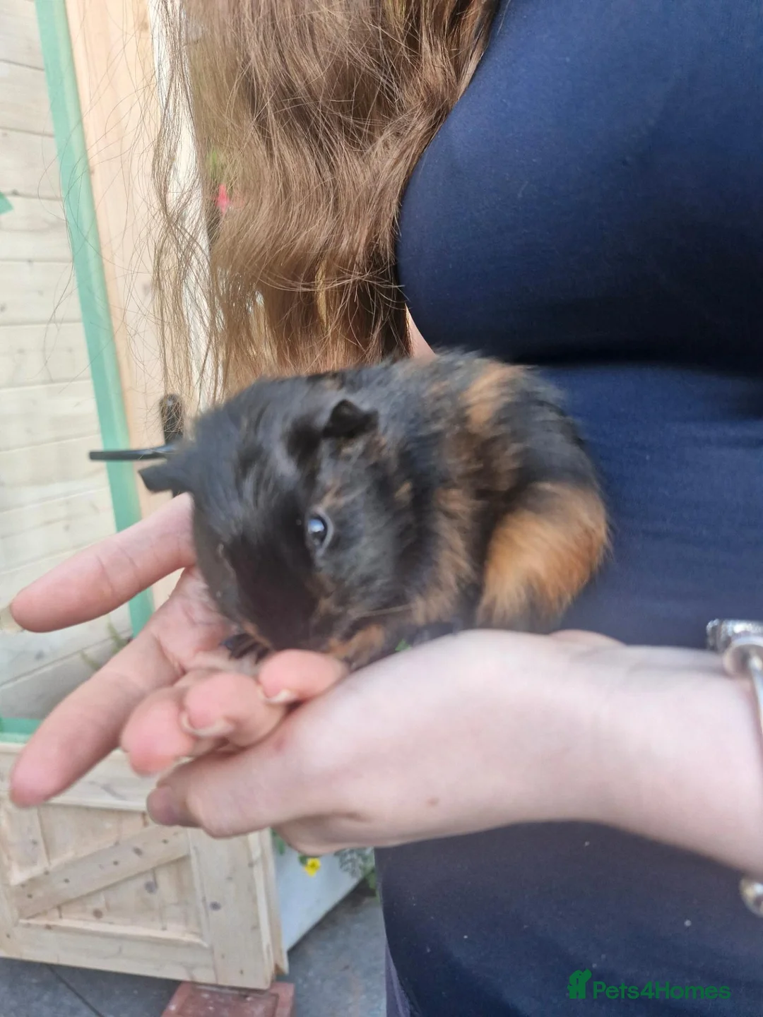 Guinea Pig rodents for sale: 4 week old male guinea pig in Blackpool - Advert 3