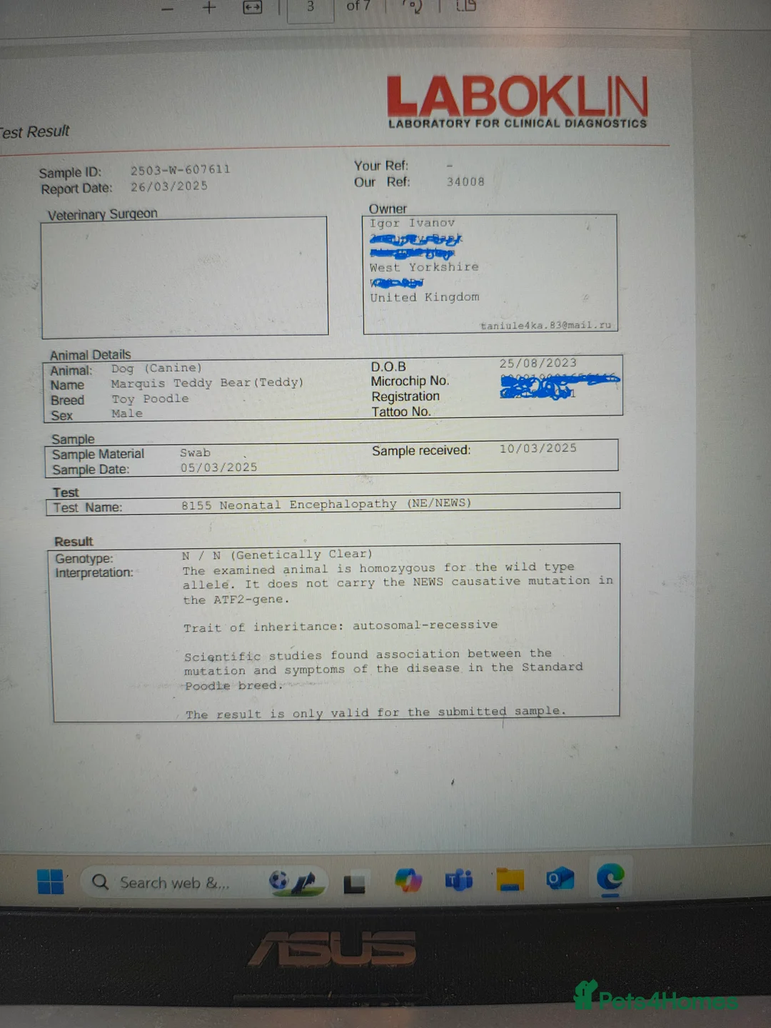 Toy Poodle dogs for stud: KC Reg toy poodle, DNA Test Clear, only for stud - Advert 7