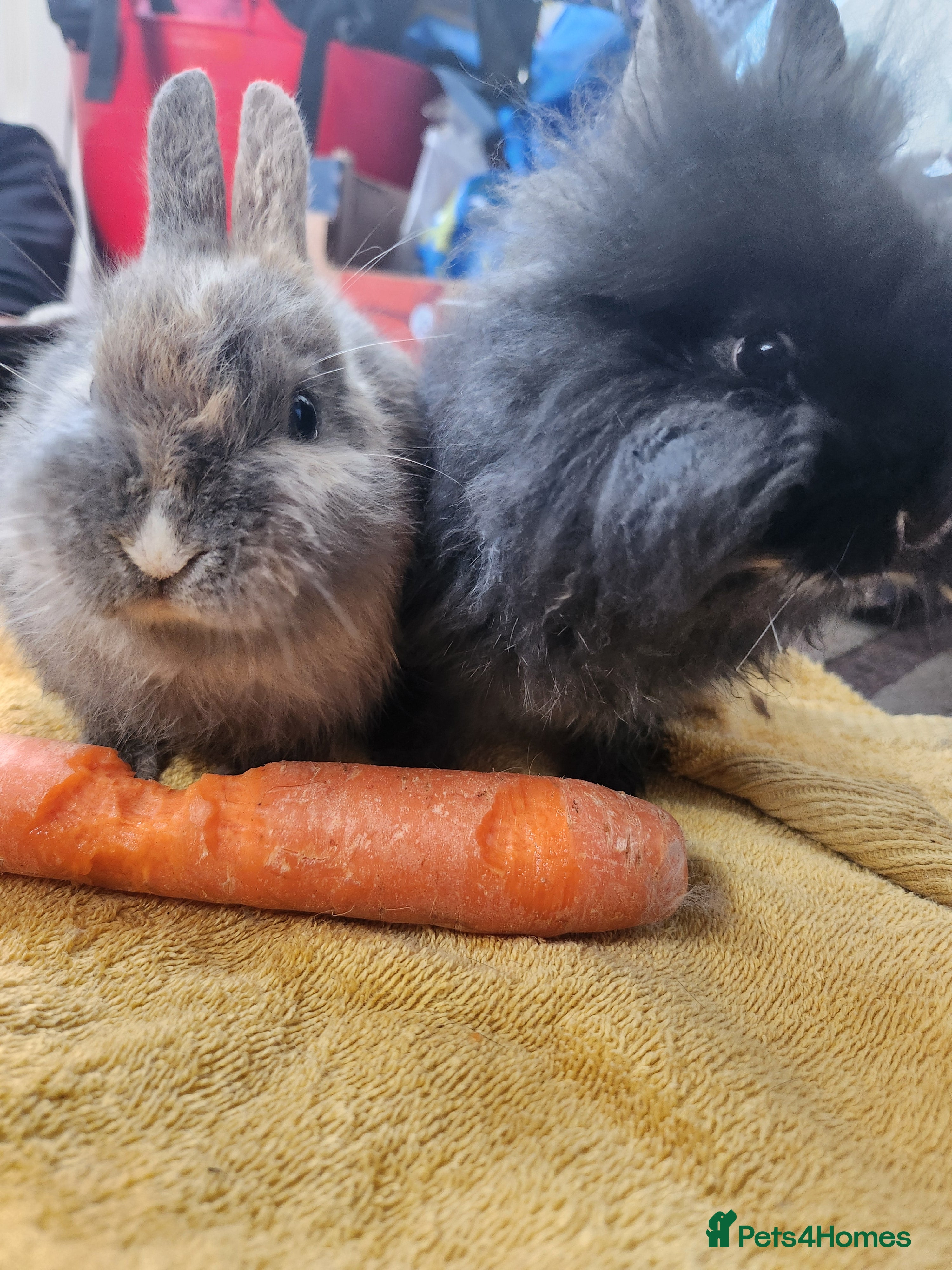Lionhead rabbits Cute baby bunnies. Lionheads need a loving home.  - Advert 9