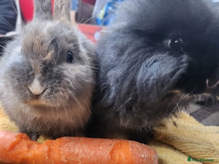 Lionhead rabbits Cute baby bunnies. Lionheads need a loving home. - Advert 9