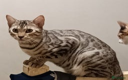 Domestic Shorthair cats for sale: Bengals  - Image 6