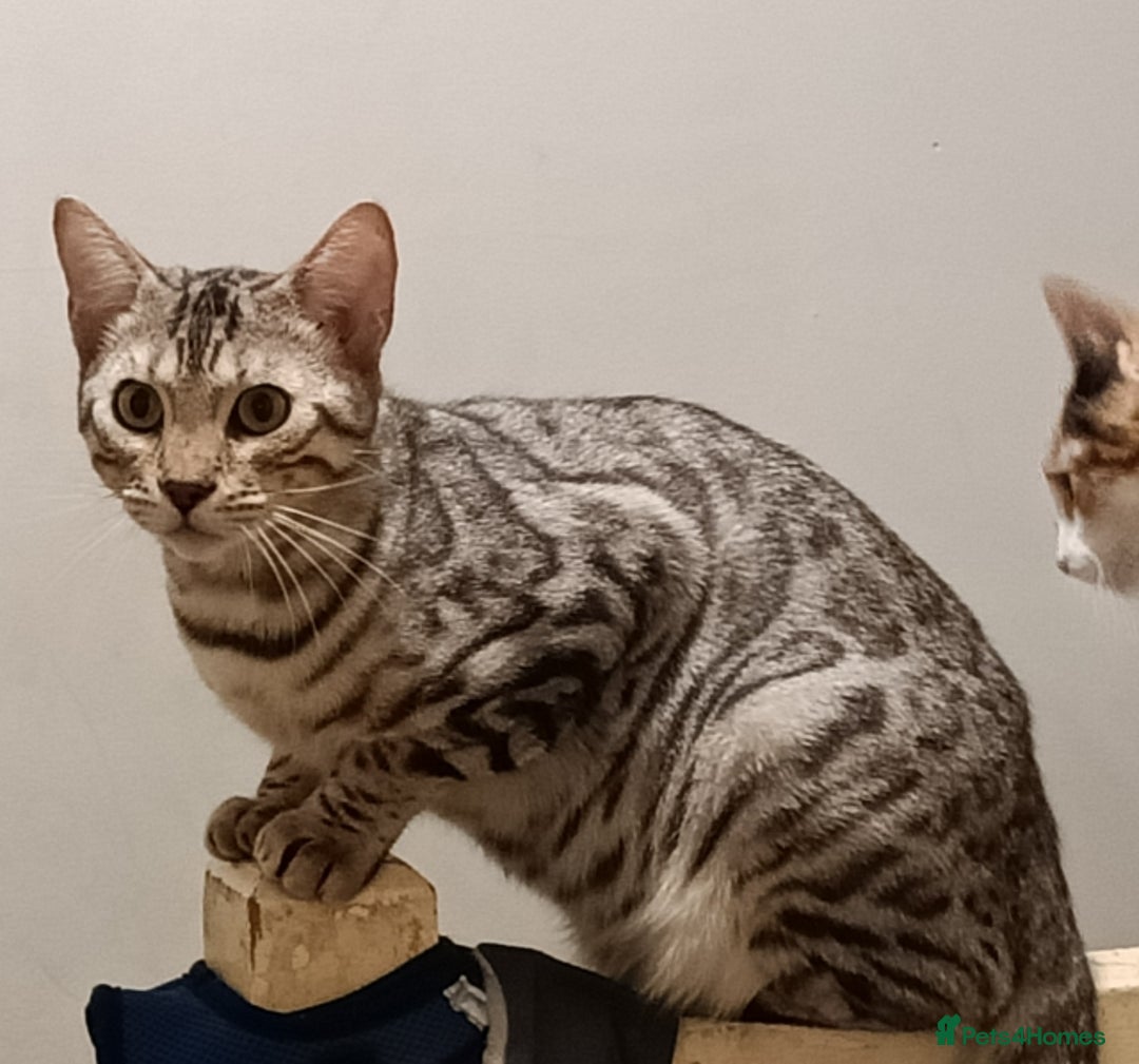 Domestic Shorthair cats for sale: Bengals  - Image 6