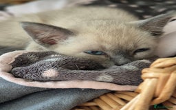 Snowshoe cats for sale: Stunning pedigree Snowshoe kittens  - Image 19