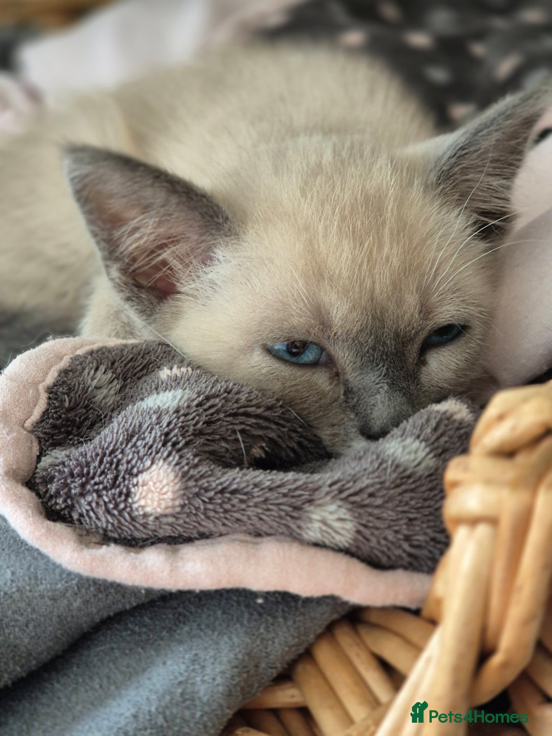 Snowshoe cats for sale: Stunning pedigree Snowshoe kittens  - Image 19