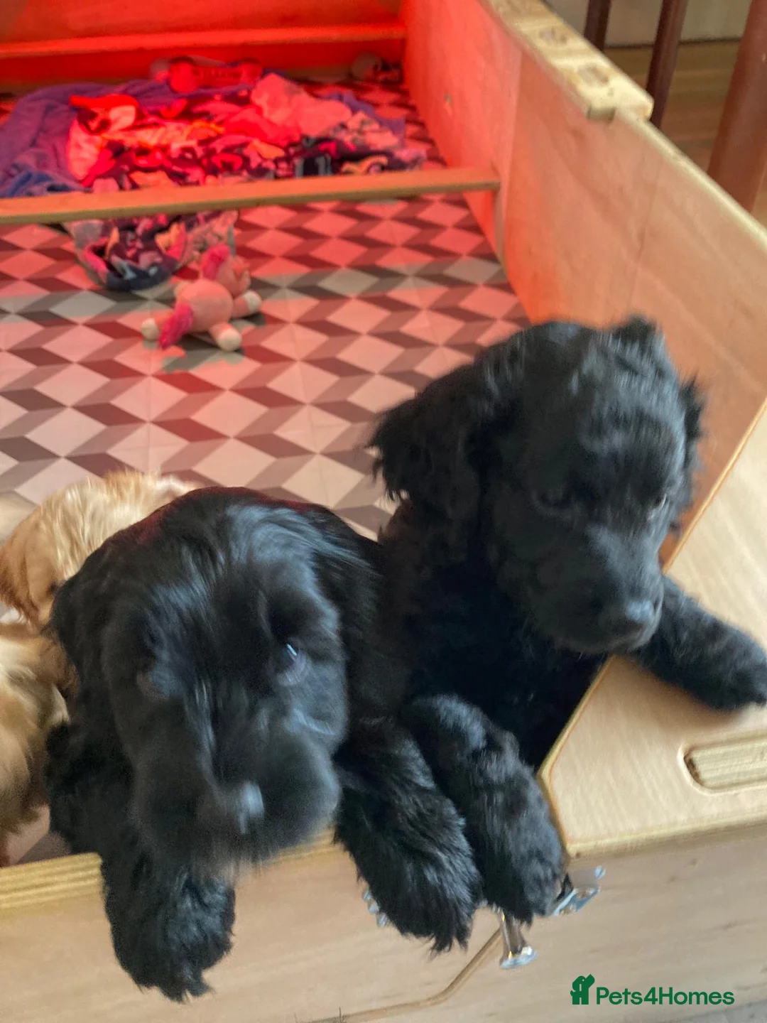 Mixed Breed dogs for sale: Beautiful Cava-Cockapoo puppies…. in Basingstoke - Advert 2