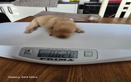 Labrador Retriever dogs for sale: KC REG Lab puppys x 2/11 ready to take home - Image 14
