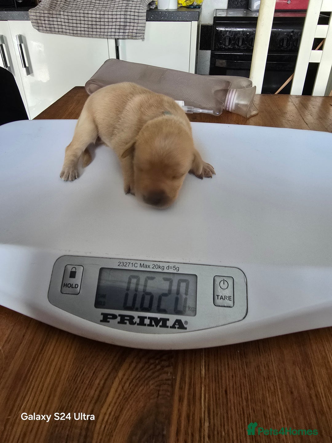 Labrador Retriever dogs for sale: KC REG Lab puppys x 2/11 ready to take home - Image 14