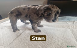 Labradoodle dogs for sale: Chocolate Merle Labradoodle+Australian Labradoodle - Image 5