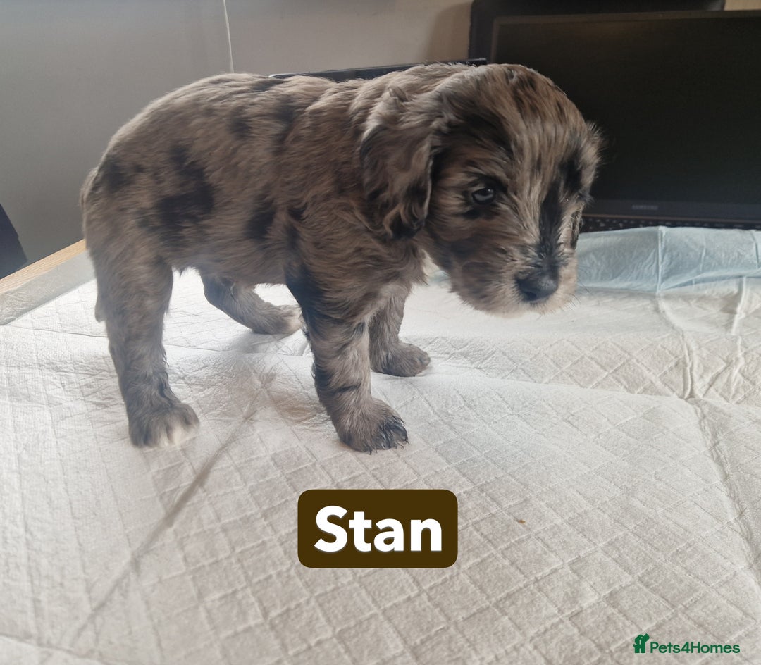 Labradoodle dogs for sale: Chocolate Merle Labradoodle+Australian Labradoodle - Image 5