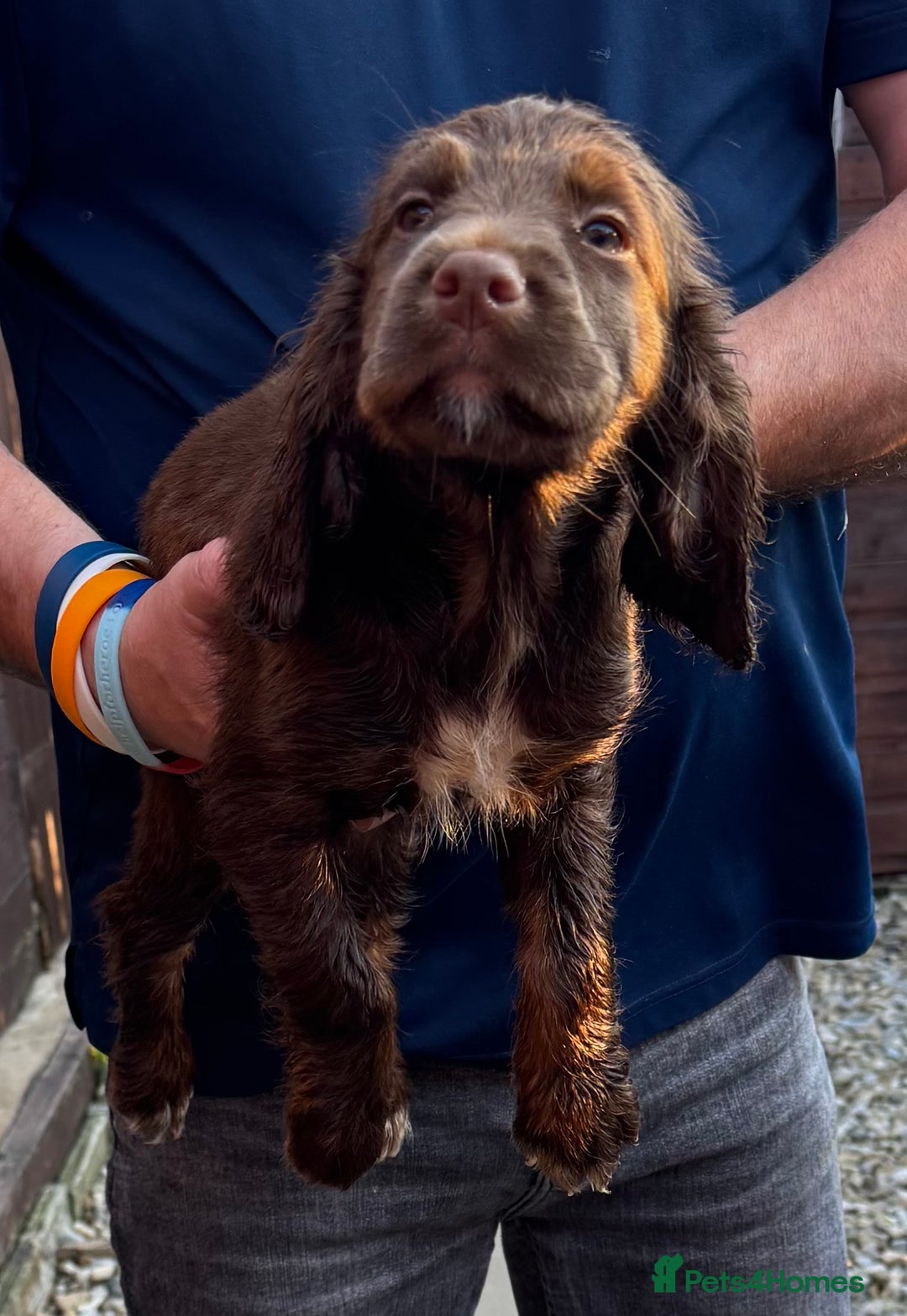 Cocker Spaniel dogs for sale: Working cocker spaniels  - Image 25