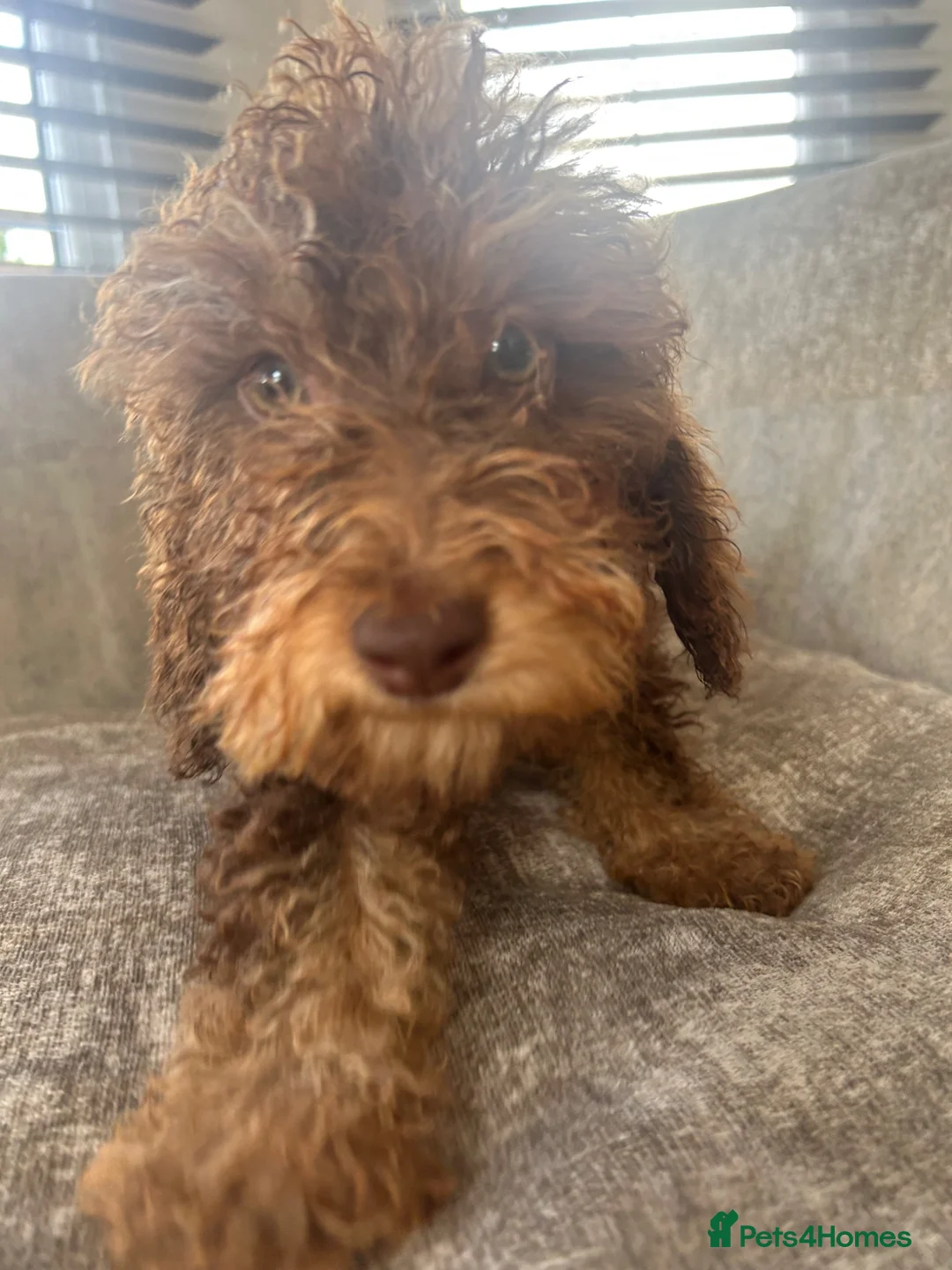 Cockapoo dogs for sale: Teddy bear cockapoos  - Advert 1