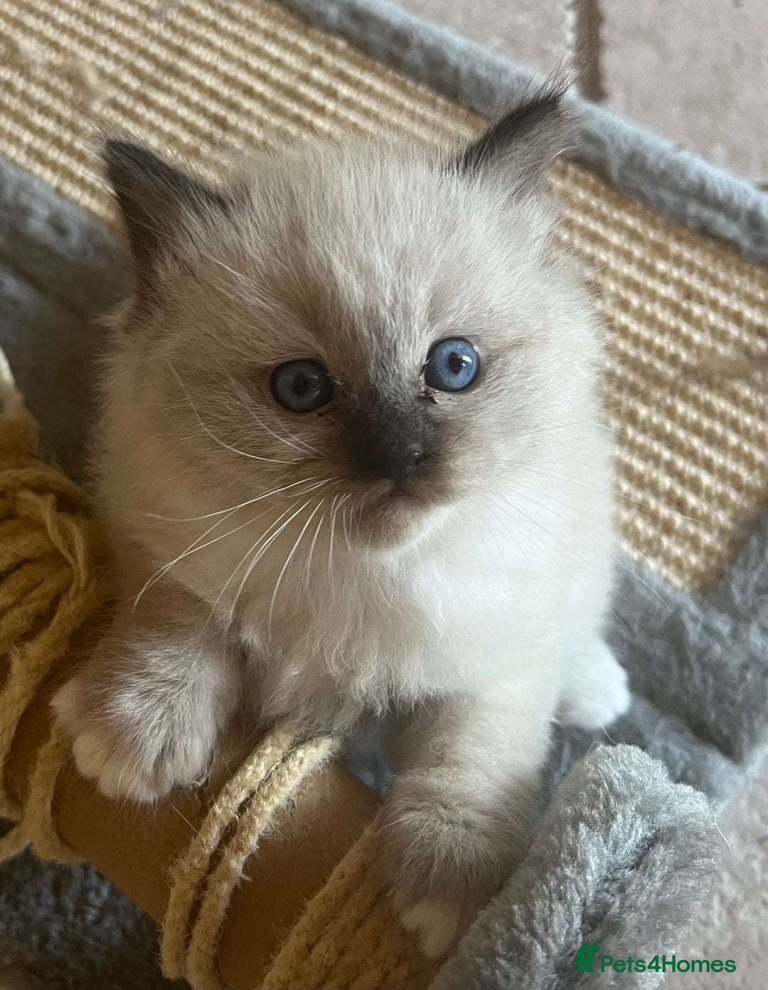 Ragdoll cats for sale: 2 Boys and 1 Girl Ragdoll kittens - Image 20