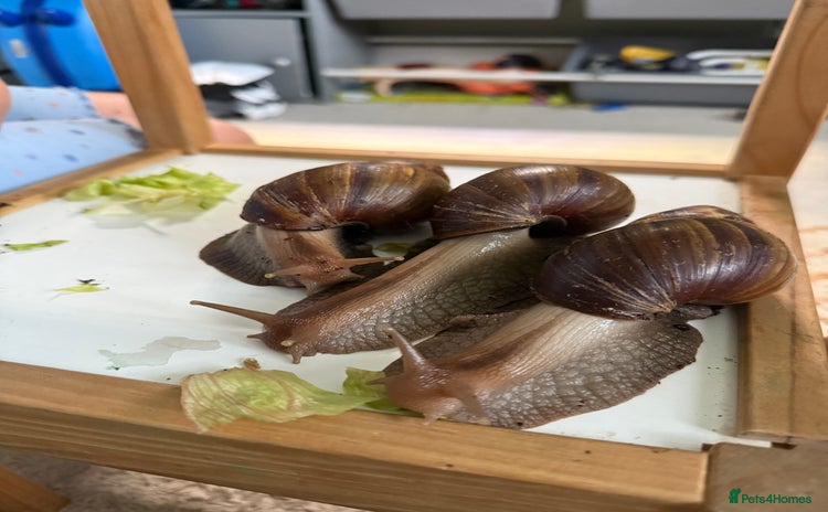 Snails invertebrates - Advert 4