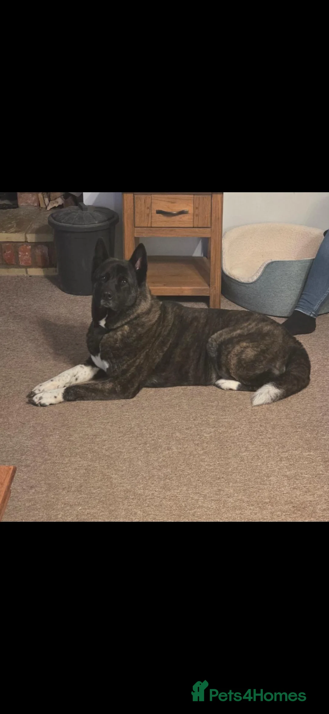 Akita dogs for sale: Free to the right home - Advert 3